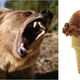Illustration for article titled Zoo charged for taking bear out for delicious ice cream